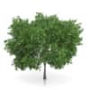 CGAxis Models Volume 54 3D Trees V - Image 10