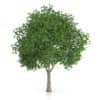 CGAxis Models Volume 54 3D Trees V - Image 11