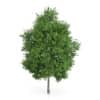 CGAxis Models Volume 54 3D Trees V - Image 12