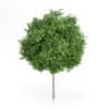 CGAxis Models Volume 54 3D Trees V - Image 13