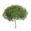 CGAxis Models Volume 54 3D Trees V - Image 14