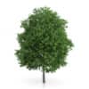 CGAxis Models Volume 54 3D Trees V - Image 17