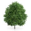 CGAxis Models Volume 54 3D Trees V - Image 18