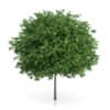 CGAxis Models Volume 54 3D Trees V - Image 19