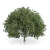 CGAxis Models Volume 54 3D Trees V - Image 20