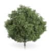 CGAxis Models Volume 54 3D Trees V - Image 21