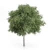 CGAxis Models Volume 54 3D Trees V - Image 22