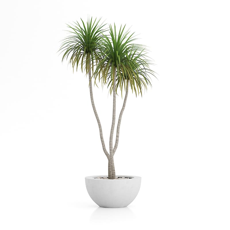 Potted Palm Tree