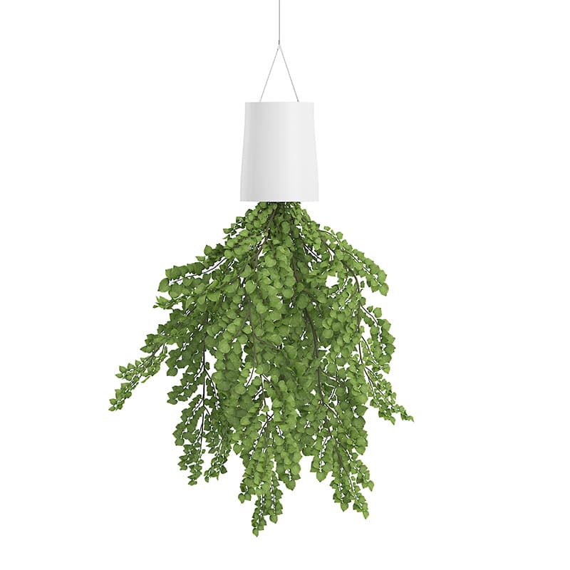 Plant in Inversed Hanging Planter