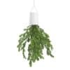 Plant in Inversed Hanging Planter - Image 3