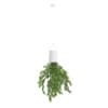 Plant in Inversed Hanging Planter - Image 5