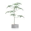 3D Plants IV - CGAxis Models Volume 60 - Image 18
