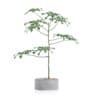 Plant in Concrete Pot