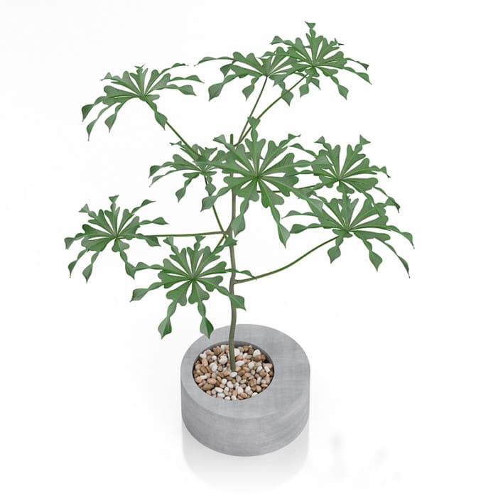 Plant in Concrete Pot