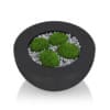 Moss Pot