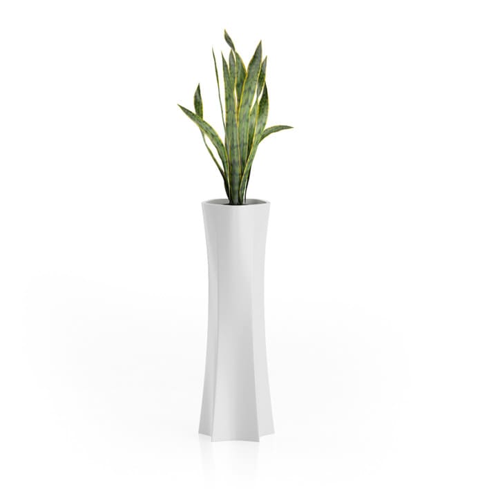 Snake Plant in Tall Pot