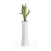 Snake Plant in Tall Pot