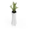 Snake Plant in Tall Pot