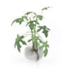3D Plants IV - CGAxis Models Volume 60 - Image 22