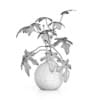 Fig Plant in Glass Vase
