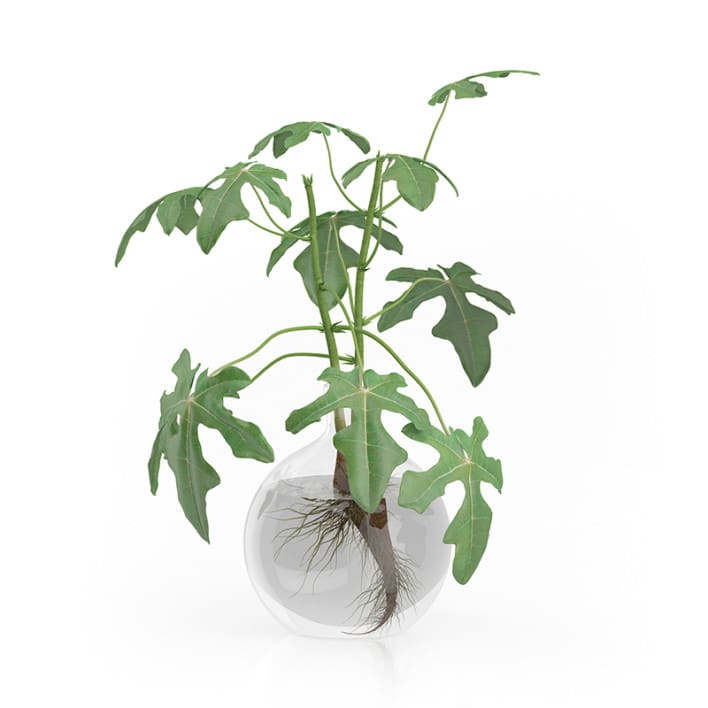 Fig Plant in Glass Vase