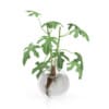 Fig Plant in Glass Vase