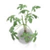 Fig Plant in Glass Vase
