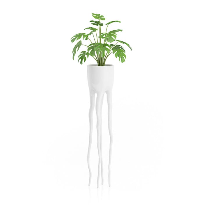 Monsteria Plant in Tall Pot