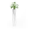 Monsteria Plant in Tall Pot