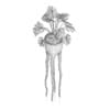 Monsteria Plant in Tall Pot