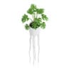 Monsteria Plant in Tall Pot