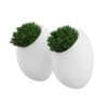 Two Small Wall Plants