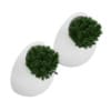 Two Small Wall Plants