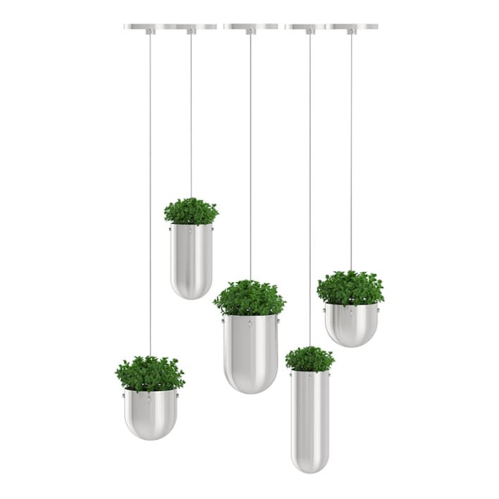 Plants in Metal Hanging Pots