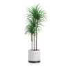 3D Plants IV - CGAxis Models Volume 60 - Image 27