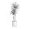 Potted Dracena Plant