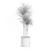 Potted Dracena Plant