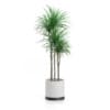 Potted Dracena Plant