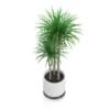 Potted Dracena Plant