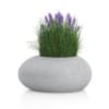 3D Plants IV - CGAxis Models Volume 60 - Image 28