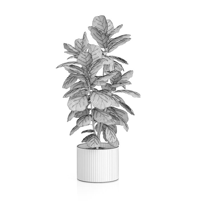 Potted Ficus Tree