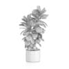 Potted Ficus Tree
