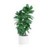 Potted Ficus Tree