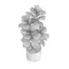Potted Ficus Tree