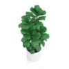 Potted Ficus Tree
