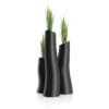 Three Plants in Black Pots