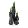 Three Plants in Black Pots
