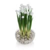 Flowers in Glass Vase