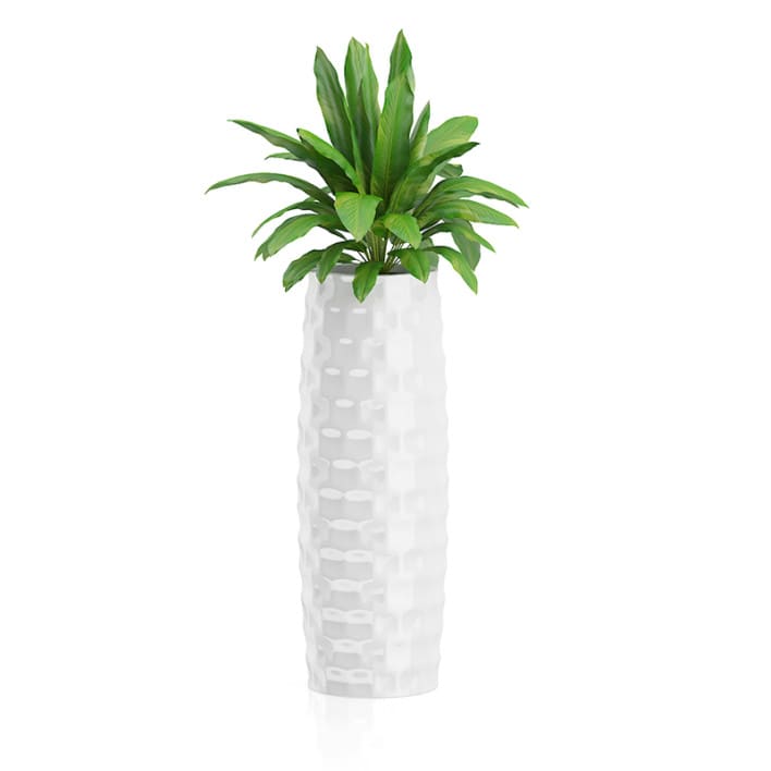 Plant in Tall White Pot