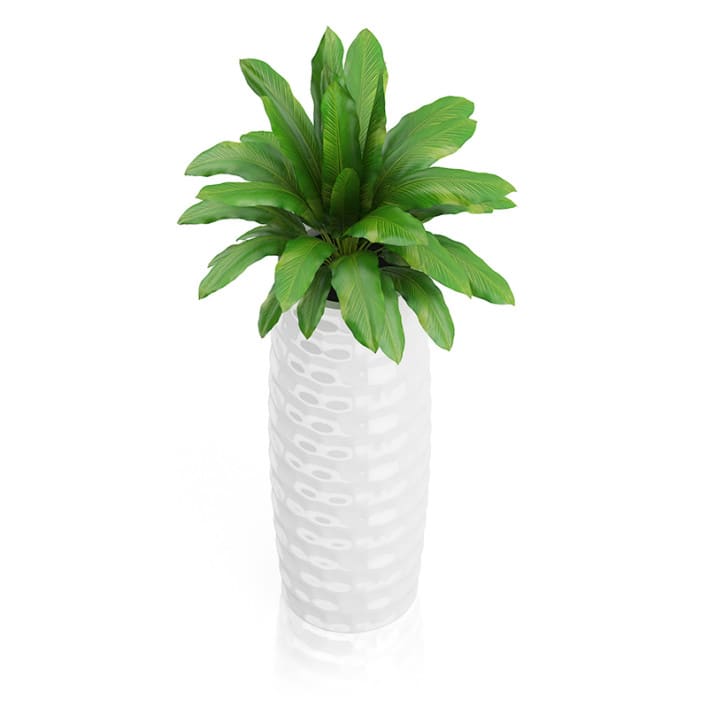 Plant in Tall White Pot